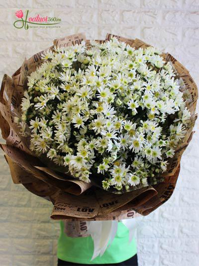 Bó cúc họa mi - Tình yêu thầm lặng