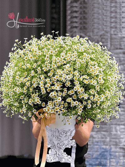 Bình hoa cúc tana - Ngày bên em