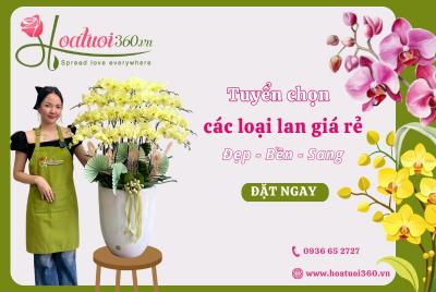 Các loại hoa lan giá rẻ đẹp đến ngỡ ngàng