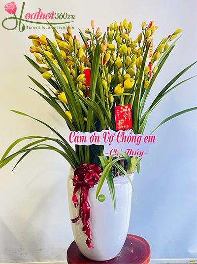 Chậu hoa địa lan - May mắn vạn gia