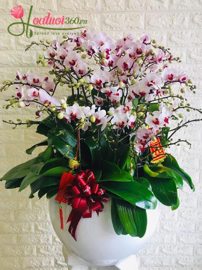 Chậu hoa hồ điệp mini tím - Tài lộc đầy nhà