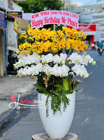 Chậu hoa lan hồ điệp kết hợp 20 cành - Ngày hạnh phúc