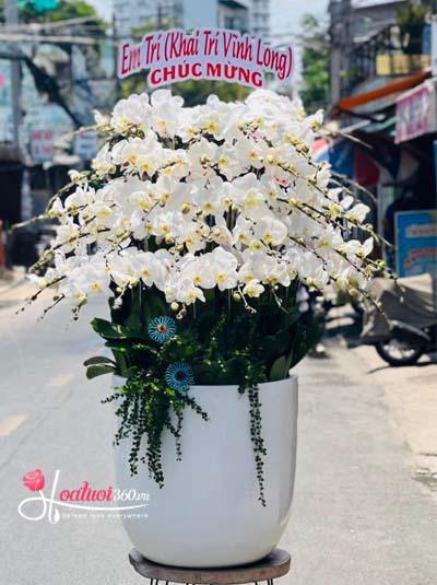 Chậu hoa lan hồ điệp trắng - Sự phồn hoa