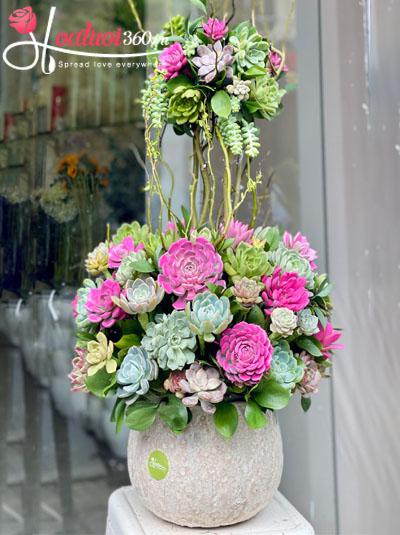 Chậu hoa sen đá - Biểu tượng hoàn hảo