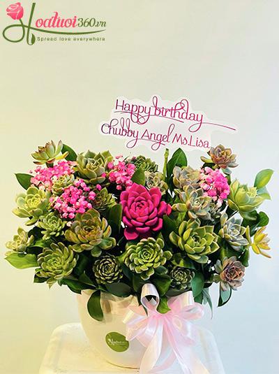 Chậu hoa sen đá - Hạnh phúc nở hoa