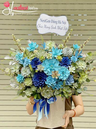 Chậu hoa sen đá - Hoàng kim rực rỡ