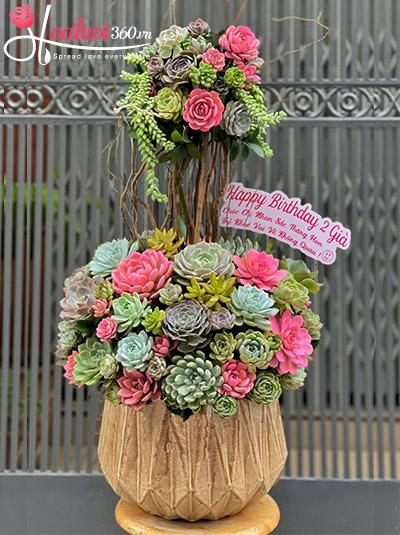 Chậu hoa sen đá - Kiều diễm ngát hương