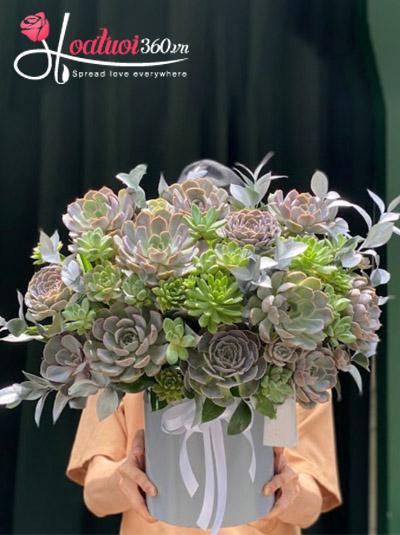 Chậu hoa sen đá - Lời chúc tốt đẹp