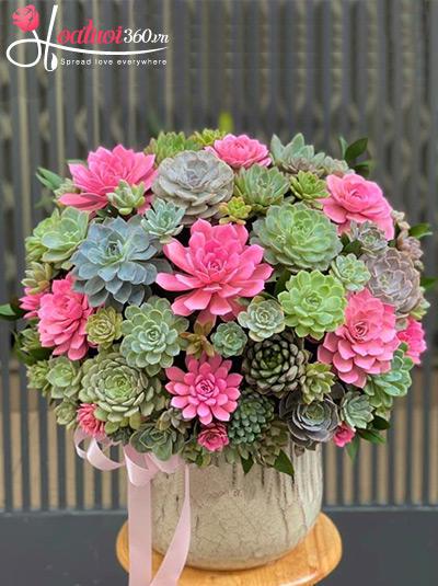 Chậu hoa sen đá - Mãi trường xuân