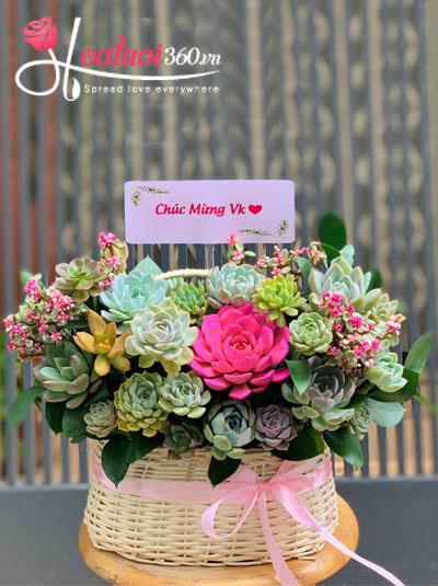 Chậu hoa sen đá - Mệnh phú quý