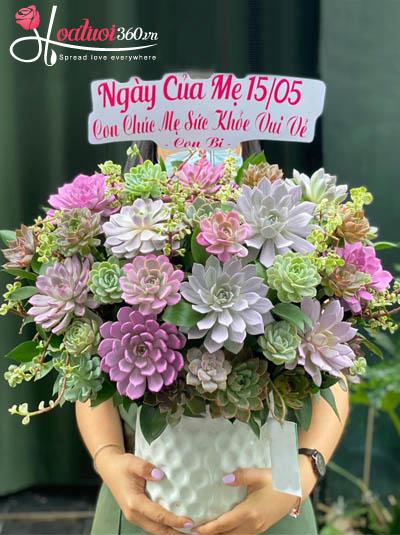 Chậu hoa sen đá - Một đời vui khỏe