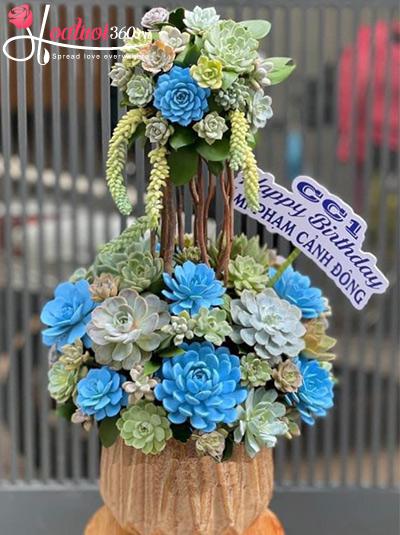 Chậu hoa sen đá - Ngày một vinh hoa