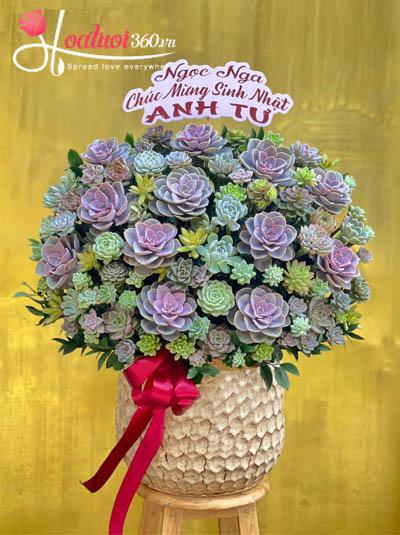 Chậu hoa sen đá - Phúc đến vạn gia