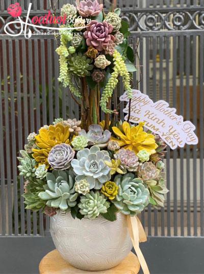 Chậu hoa sen đá - Phúc trường thọ