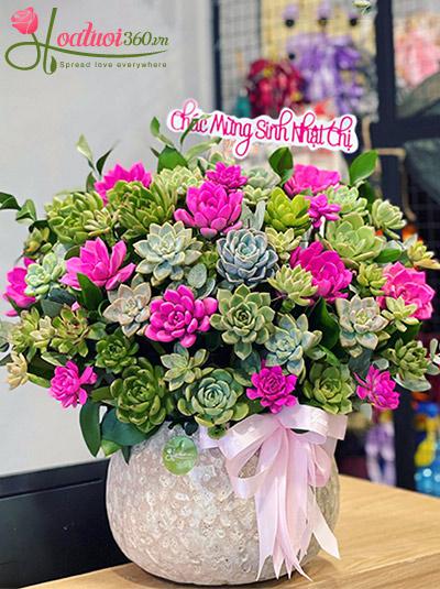 Chậu hoa sen đá - Sắc hương ngát trời