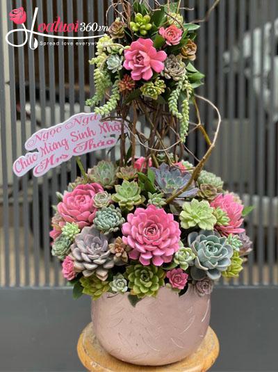 Chậu hoa sen đá - Sắc hương rạng ngời