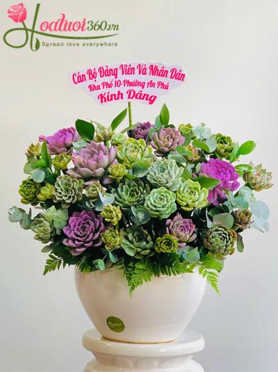 Chậu hoa sen đá - Trăm sự hòa hợp