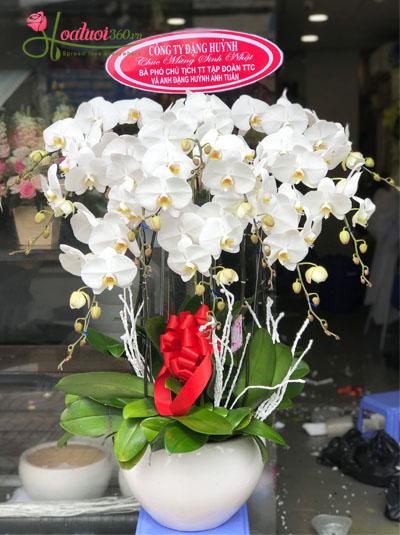 Chậu lan hồ điệp 10 cành trắng