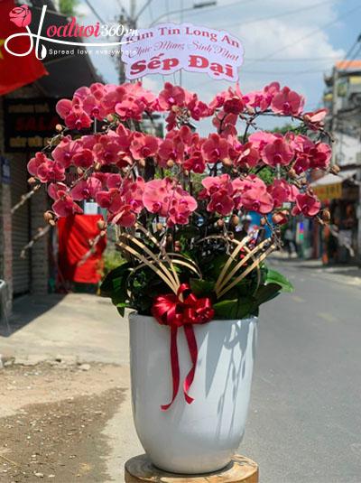 Chậu lan hồ điệp cam - Đại phú