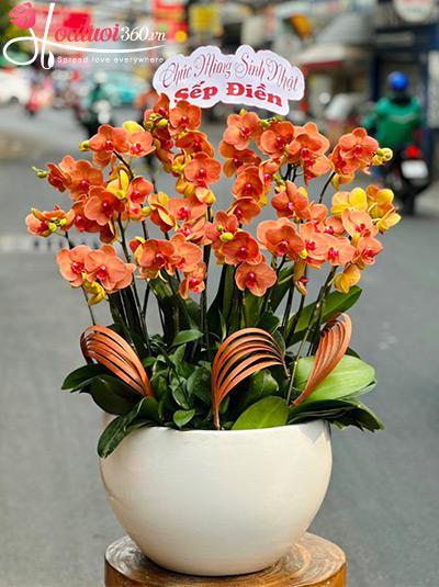 Chậu lan hồ điệp cam - Đức lộc toàn gia