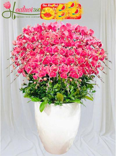 Chậu lan hồ điệp cam - May mắn mở đường