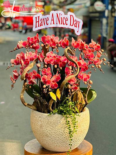 Chậu lan hồ điệp cam - Ngày rực rỡ