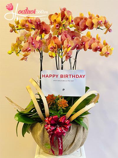 Chậu lan hồ điệp cam - Nhiệt huyết trong tim