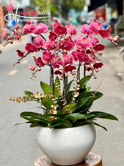 Chậu lan hồ điệp cam - Sắc màu hoàng hôn