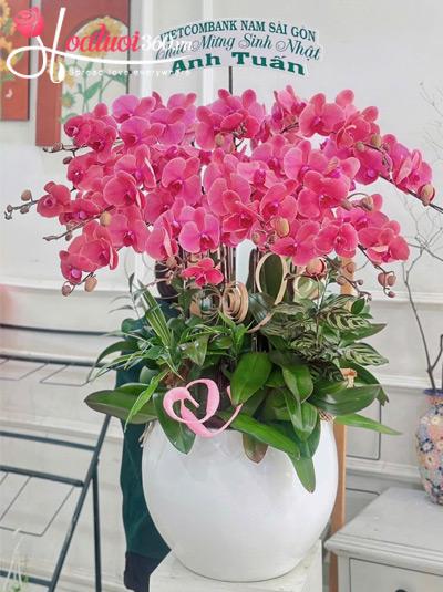 Chậu lan hồ điệp cam - Sang trọng dịu dàng