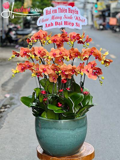 Chậu lan hồ điệp cam - Sung túc một đời