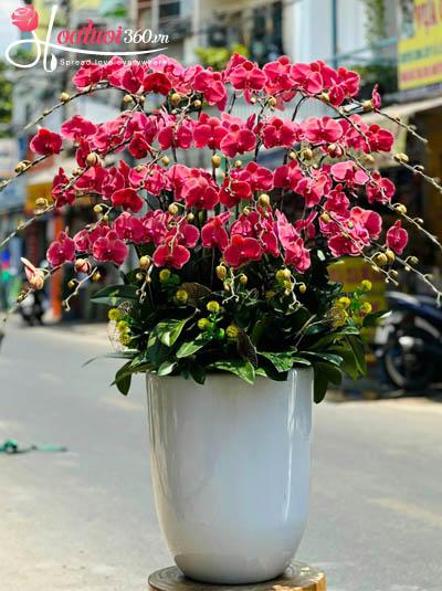 Chậu lan hồ điệp cam - Tân phú tân phúc