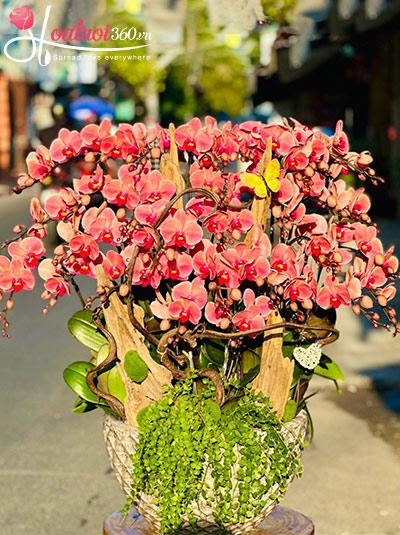 Chậu lan hồ điệp cam - Trăm năm lộc phát