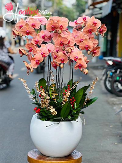 Chậu lan hồ điệp cam - Trọn đời gắn bó