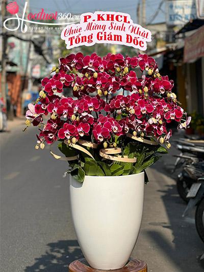 Chậu lan hồ điệp đỏ cherry - Đại phú quý
