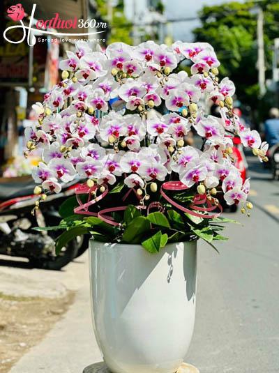 Chậu lan hồ điệp đột biến - Cầu vạn điều may