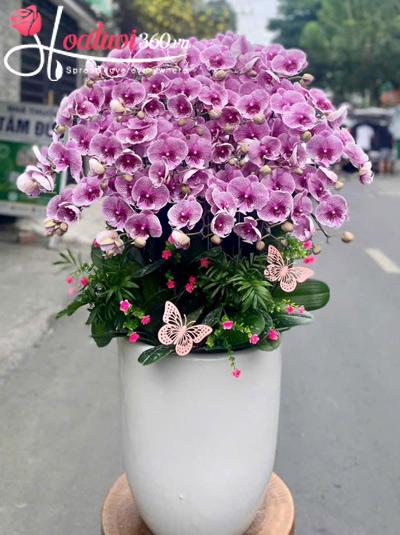 Chậu lan hồ điệp đột biến - Có tài có lộc