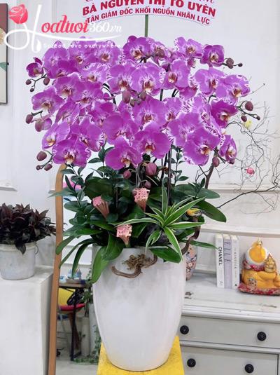 Chậu lan hồ điệp đột biến - Gieo may hái lộc