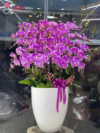 Chậu lan hồ điệp đột biến - Hạnh phúc dài lâu
