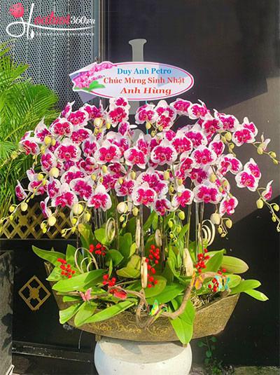 Chậu lan hồ điệp đột biến - Hưng thịnh