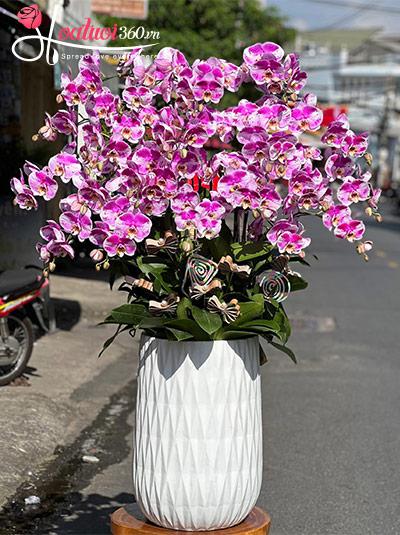 Chậu lan hồ điệp đột biến - Huy hoàng vang danh
