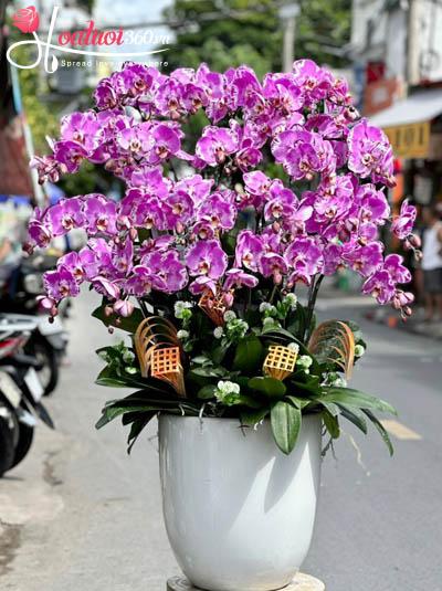 Chậu lan hồ điệp đột biến - Phúc tài