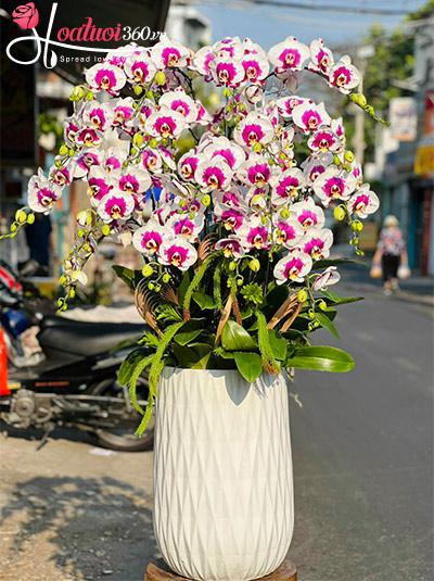 Chậu lan hồ điệp đột biến - Tô điểm nét duyên