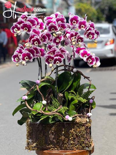 Chậu lan hồ điệp đột biến - Tuyệt sắc ngày thu