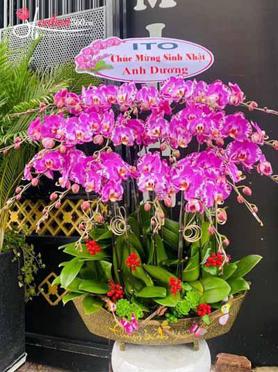 Chậu lan hồ điệp đột biến - Vạn sự may