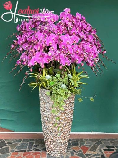 Chậu lan hồ điệp đột biến - Vững vàng trọn đời