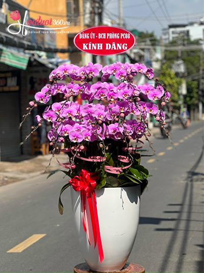 Chậu lan hồ điệp hồng - Ánh sao của trời