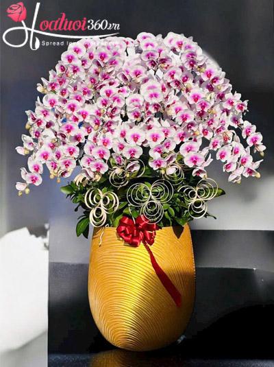 Chậu lan hồ điệp hồng - Bạch sắc vô ưu