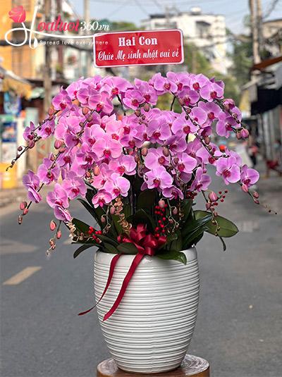 Chậu lan hồ điệp hồng - Biển trời yêu thương