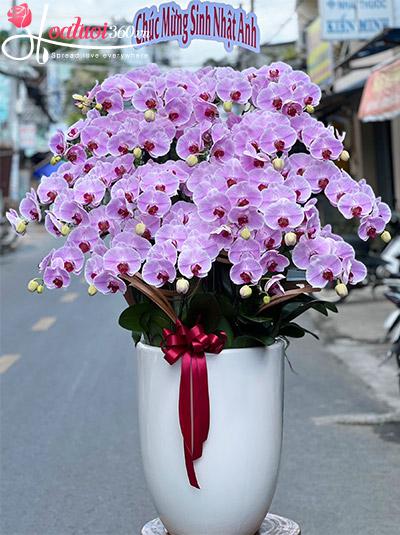 Chậu lan hồ điệp hồng - Bức tranh hoàn mỹ