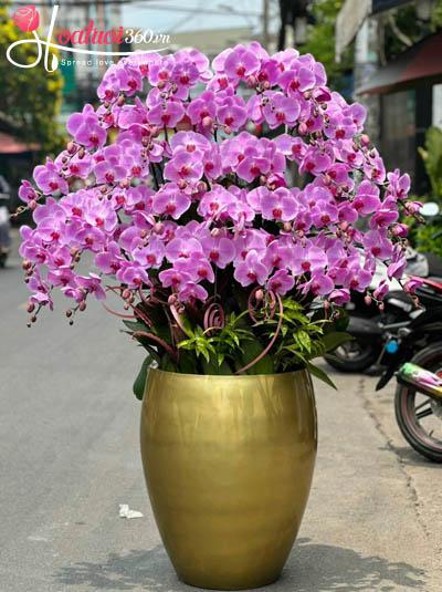 Chậu lan hồ điệp hồng - Đắc tài đắc thọ